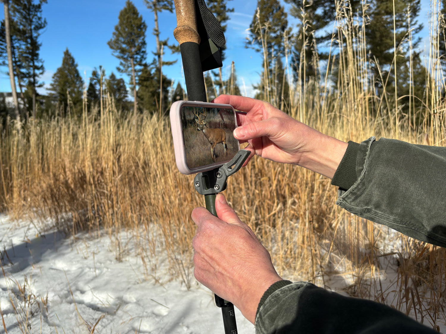 An outdoorsman using the roadrunner rifle rest attached to a trekking pole to stabilize a smartphone camera to take a picture of a deer.
