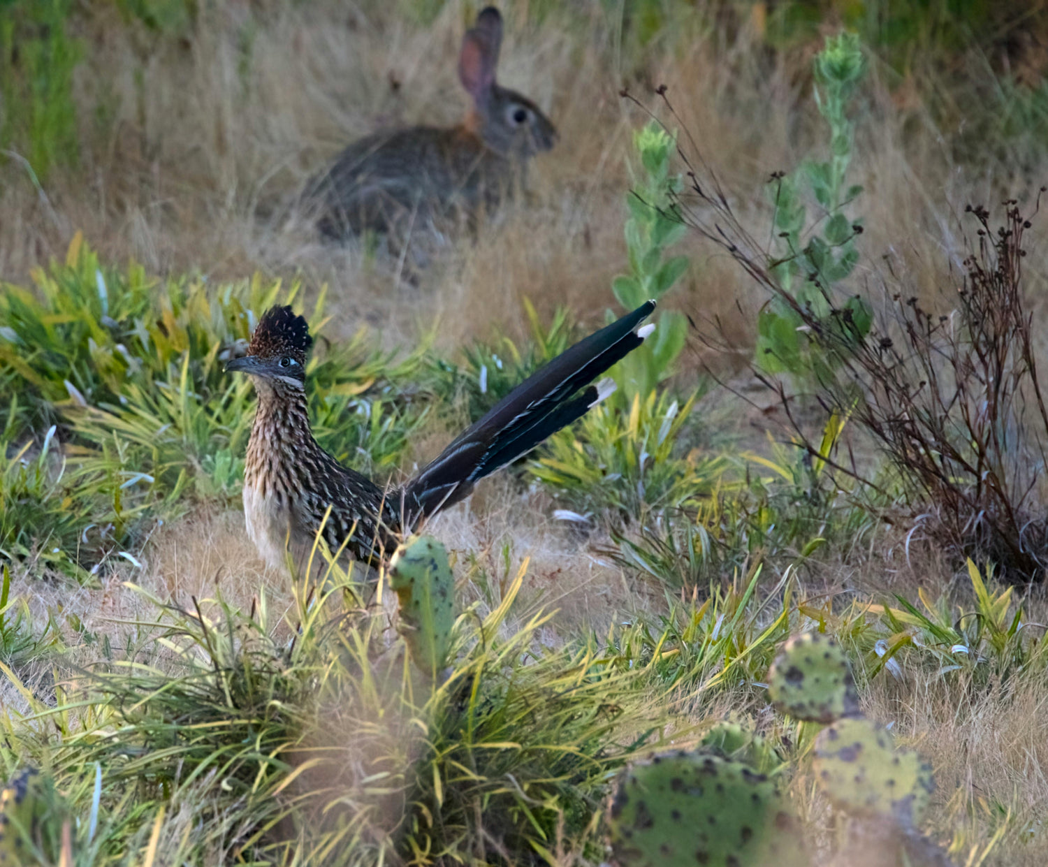 A roadrunner in a field of grass and cacti with a rabbit in the background.