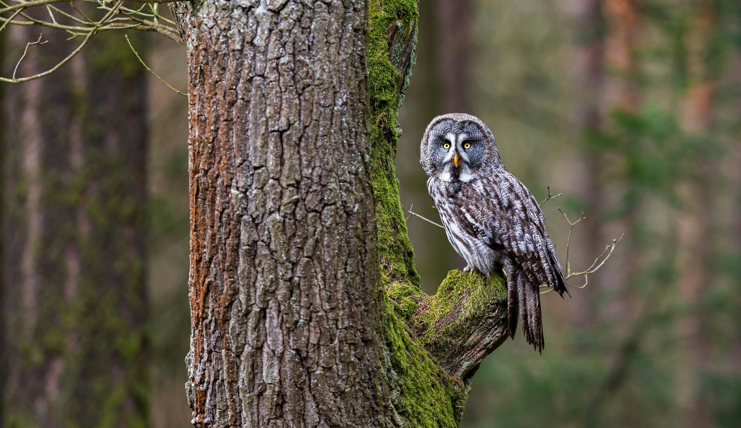 A large grey owl with yellow eyes perched on a moss-covered tree in a deep forest.